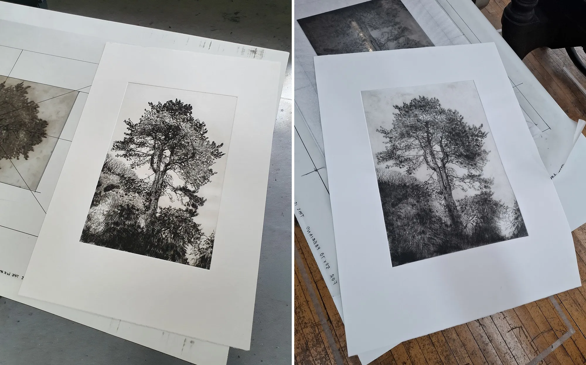 Two impressions of a drypoint pine tree on the press bed, the second greyer in tone, with denser foliage and undergrowth.